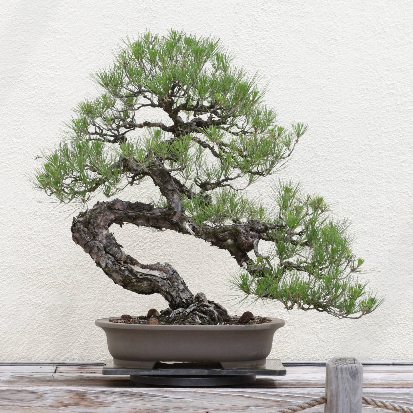 Japanese Black Pine Bonsai Tree