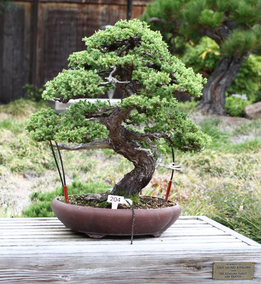 Chinese Juniper Bonsai Tree